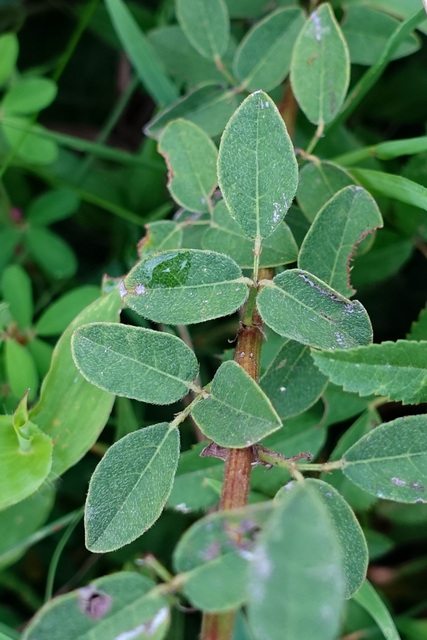 Desmodium ciliare - leaves