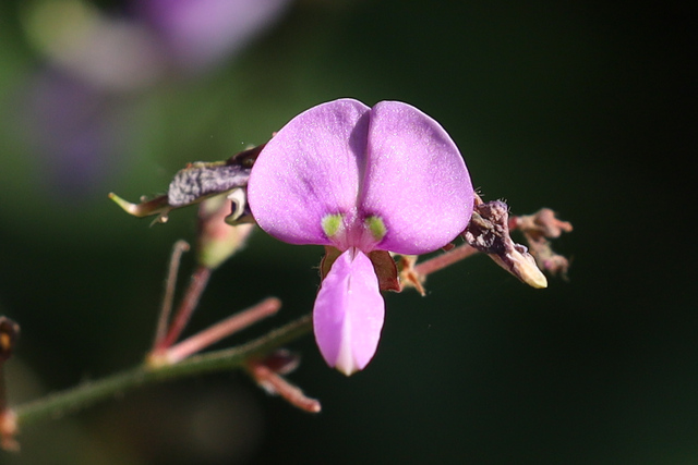 Desmodium glabellum
