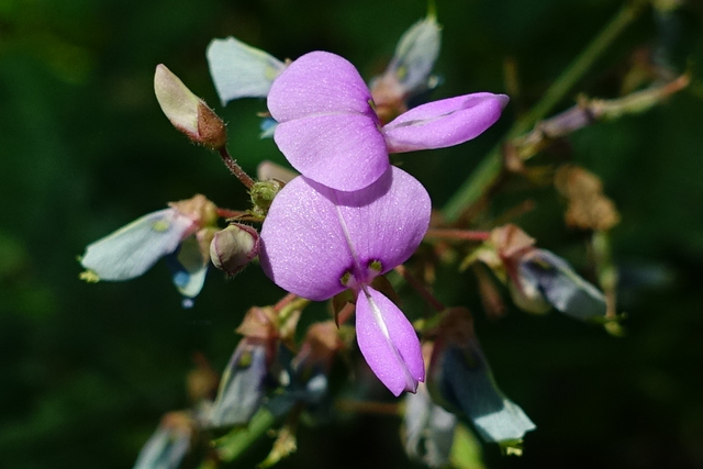 Desmodium glabellum