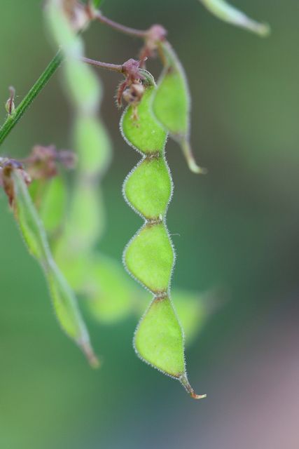 Desmodium glabellum - fruit