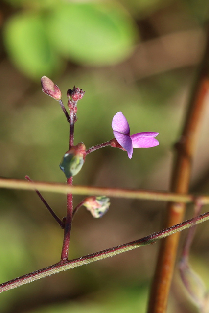 Desmodium marilandicum