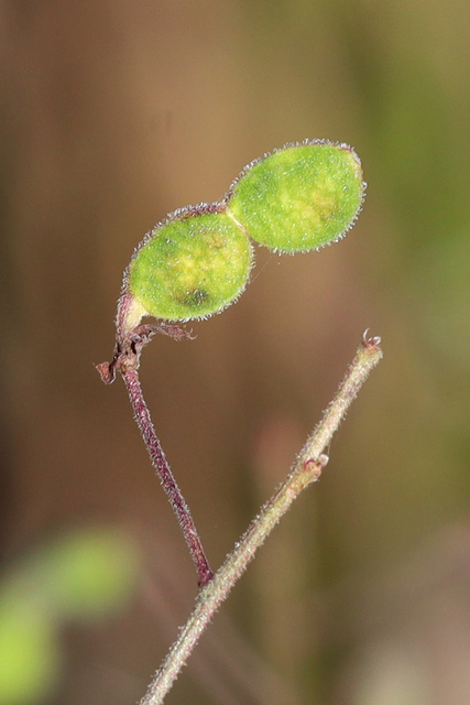 Desmodium marilandicum - fruit