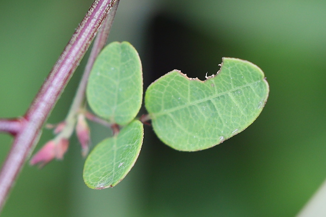 Desmodium marilandicum - leaves
