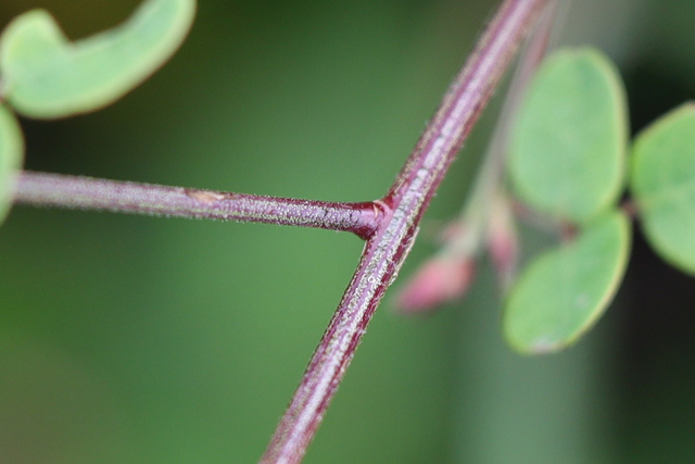 Desmodium marilandicum - stem