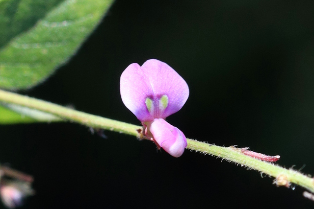 Desmodium nuttallii