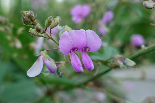 Desmodium nuttallii