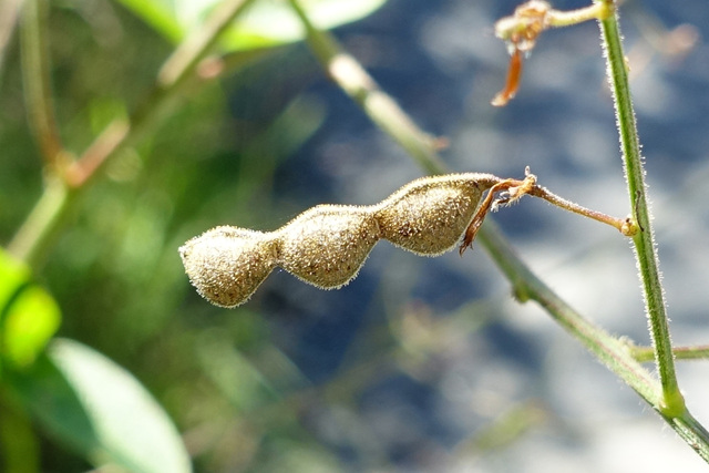 Desmodium nuttallii - fruit