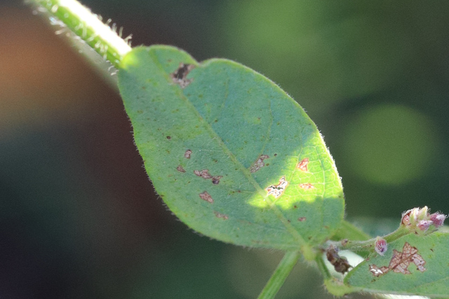 Desmodium nuttallii - leaf underside