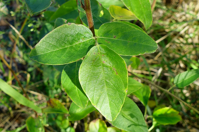 Desmodium nuttallii - leaves