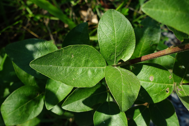 Desmodium nuttallii - leaves