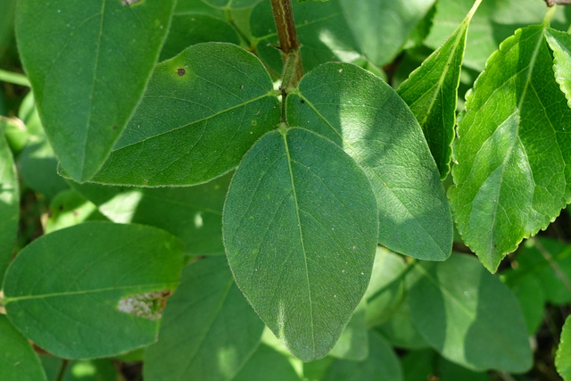 Desmodium nuttallii - leaves