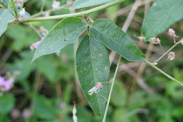 Desmodium nuttallii - leaves