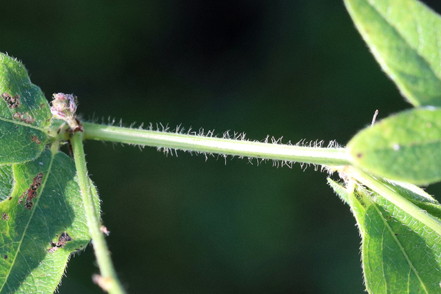 Desmodium nuttallii - stem