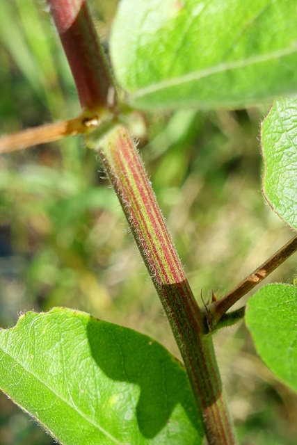 Desmodium nuttallii - stem