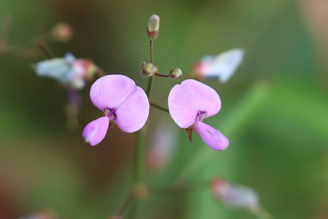 Desmodium paniculatum