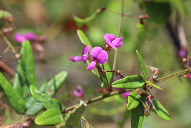Desmodium paniculatum