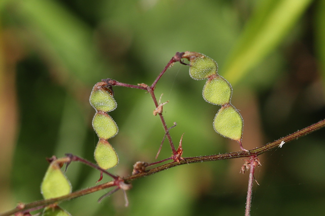 Desmodium paniculatum - fruit