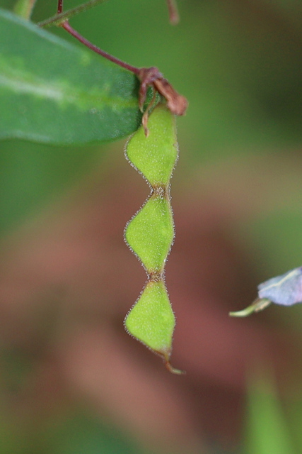 Desmodium paniculatum - fruit