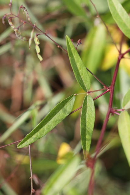 Desmodium paniculatum - leaves
