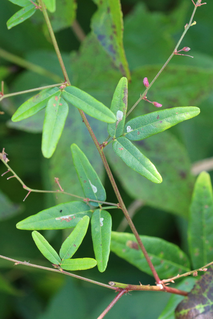 Desmodium paniculatum - leaves