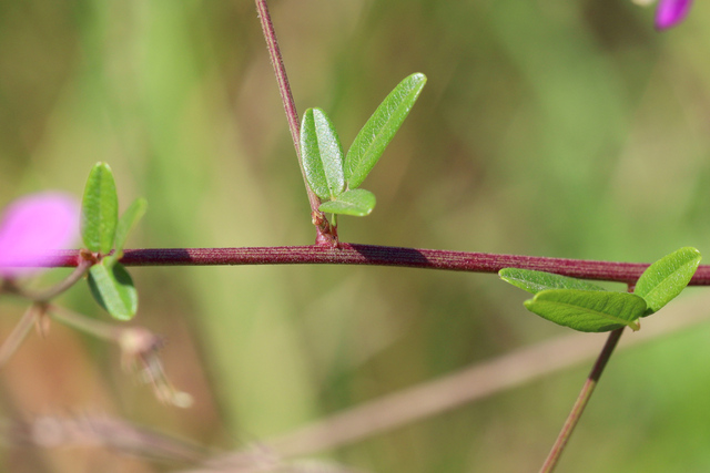 Desmodium paniculatum - stem