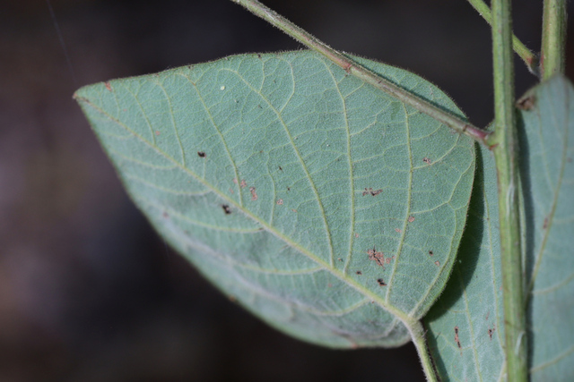 Desmodium viridiflorum - leaf underside