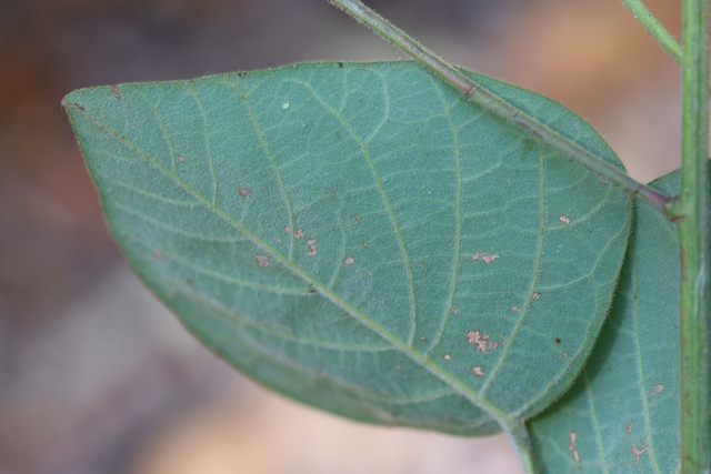 Desmodium viridiflorum - leaf underside