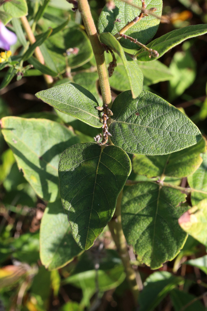 Desmodium viridiflorum - leaves
