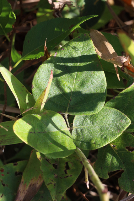 Desmodium viridiflorum - leaves