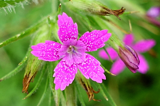 Dianthus armeria