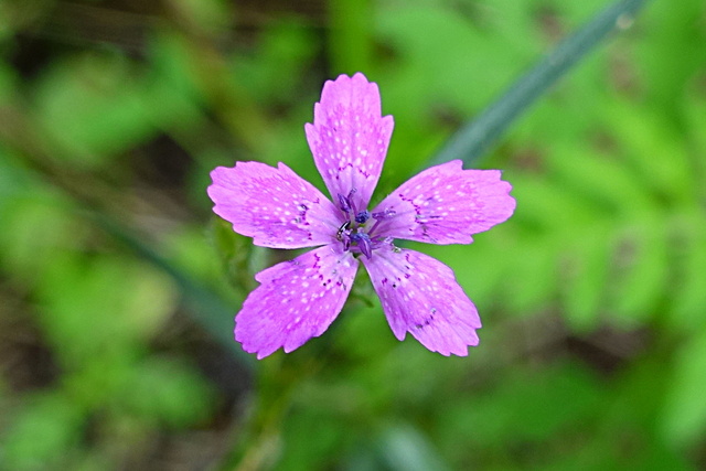 Dianthus armeria