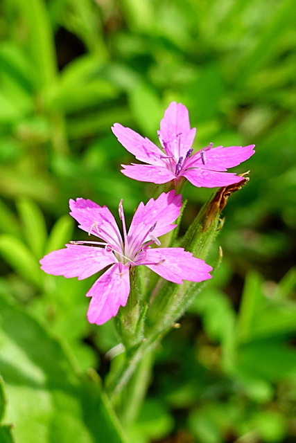 Dianthus armeria