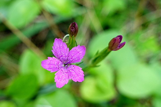 Dianthus armeria