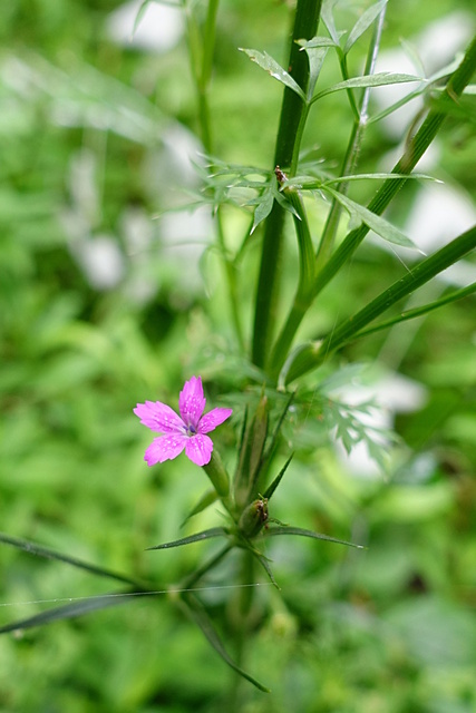 Dianthus armeria