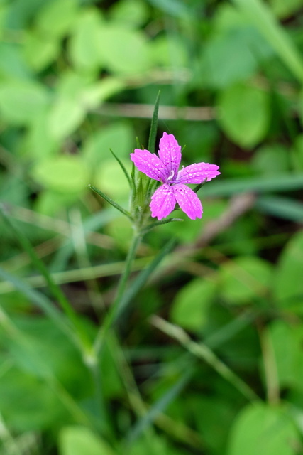 Dianthus armeria