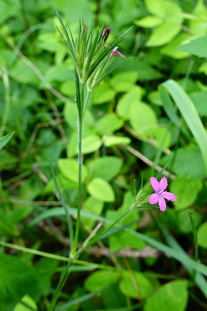 Dianthus armeria - plant