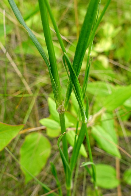 Dianthus armeria - stem