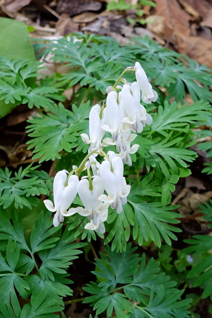 Dicentra canadensis