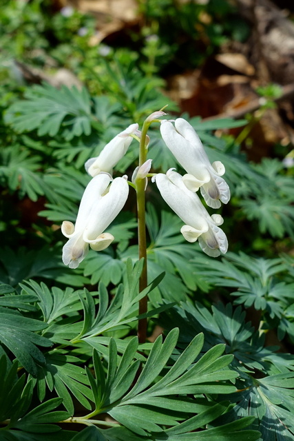 Dicentra canadensis