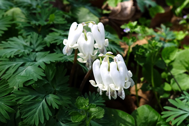 Dicentra canadensis