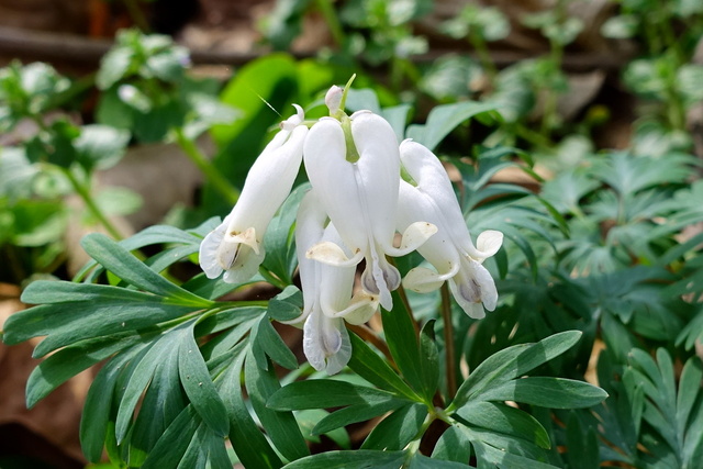 Dicentra canadensis