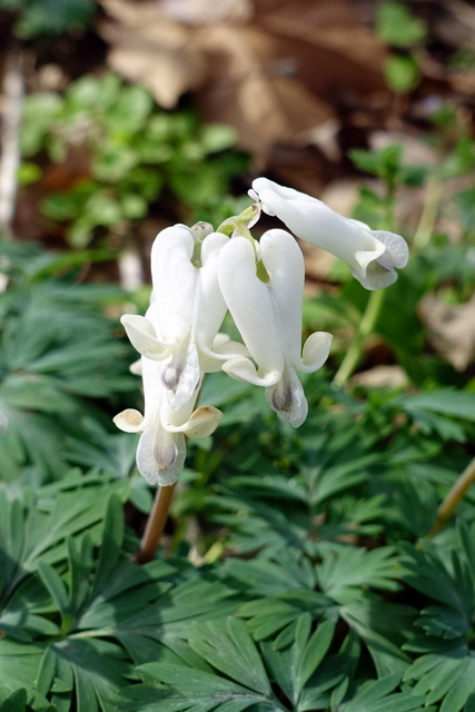 Dicentra canadensis