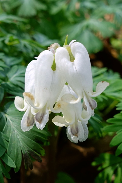 Dicentra canadensis