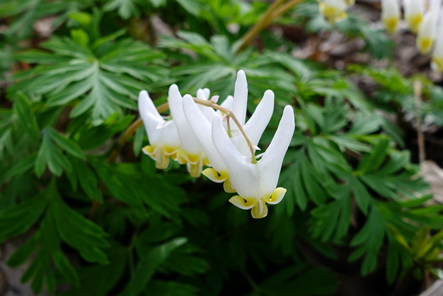 Dicentra cucullaria