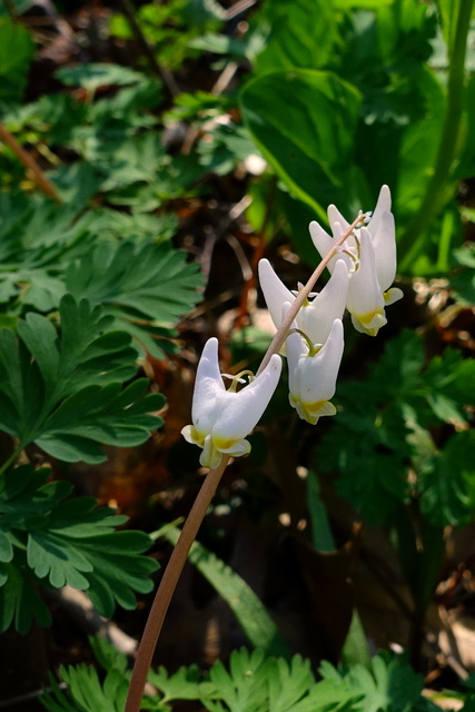 Dicentra cucullaria