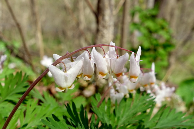 Dicentra cucullaria