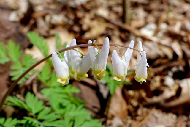 Dicentra cucullaria