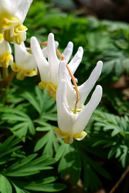 Dicentra cucullaria