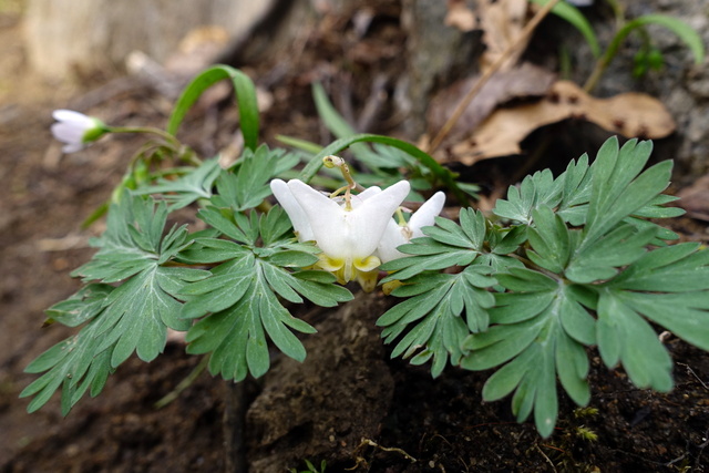 Dicentra cucullaria