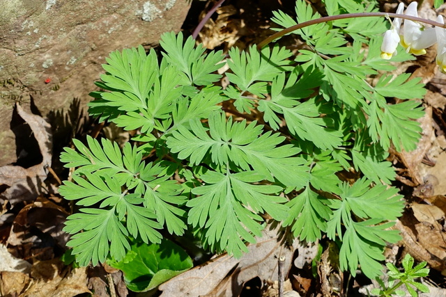 Dicentra cucullaria - leaves